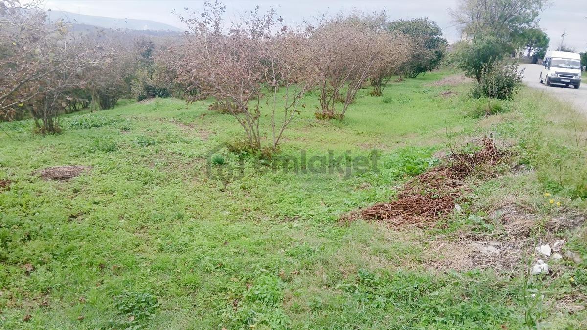 Sakarya / Ferizli / Teberik Mahallesi Satılık Fındık Bahçesi - 21