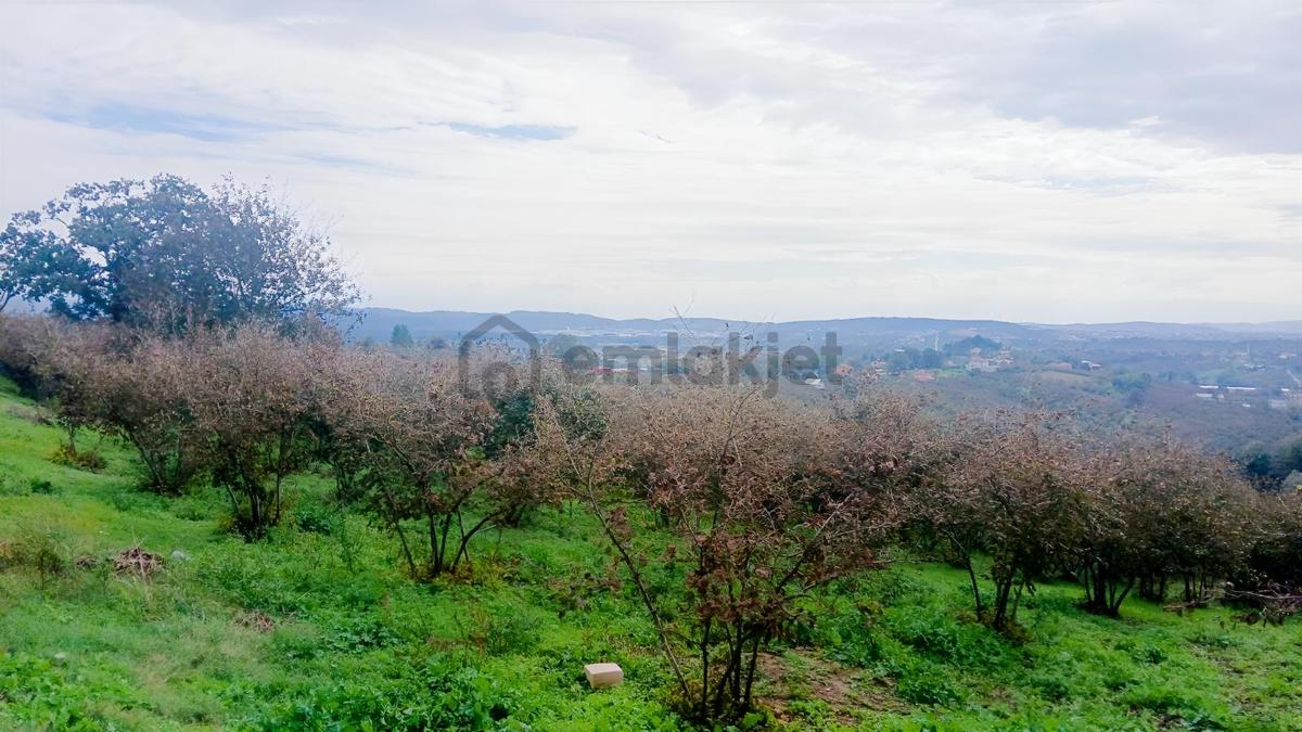 Sakarya / Ferizli / Teberik Mahallesi Satılık Fındık Bahçesi - 17