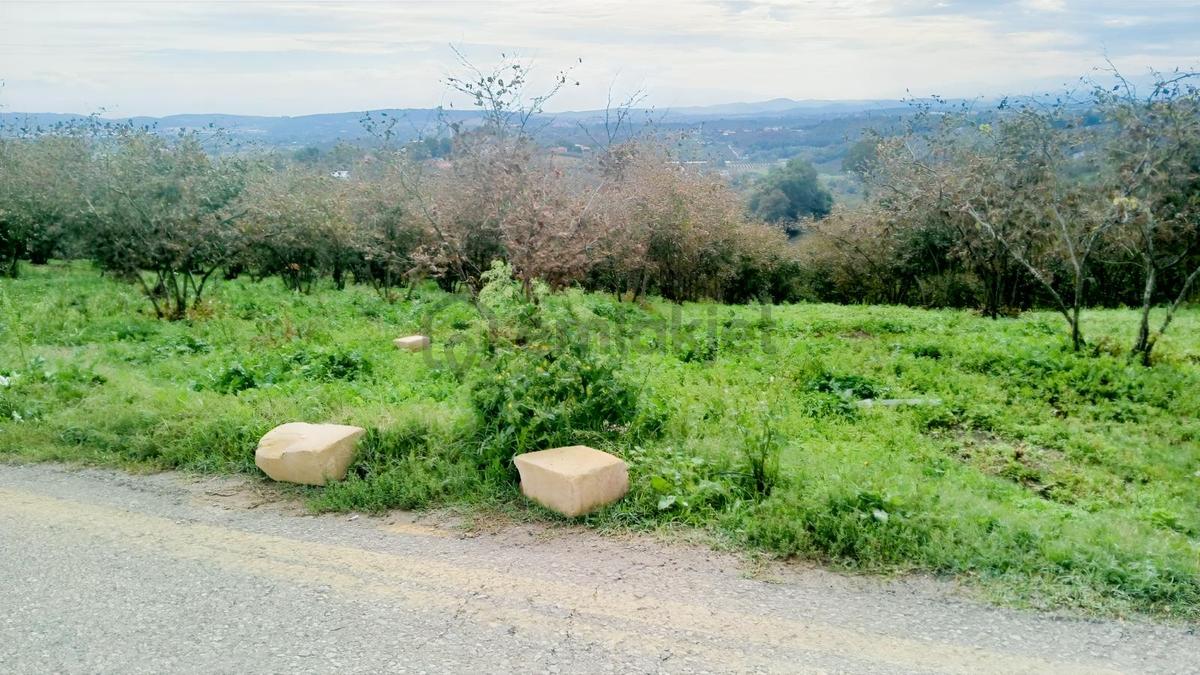 Sakarya / Ferizli / Teberik Mahallesi Satılık Fındık Bahçesi - 10