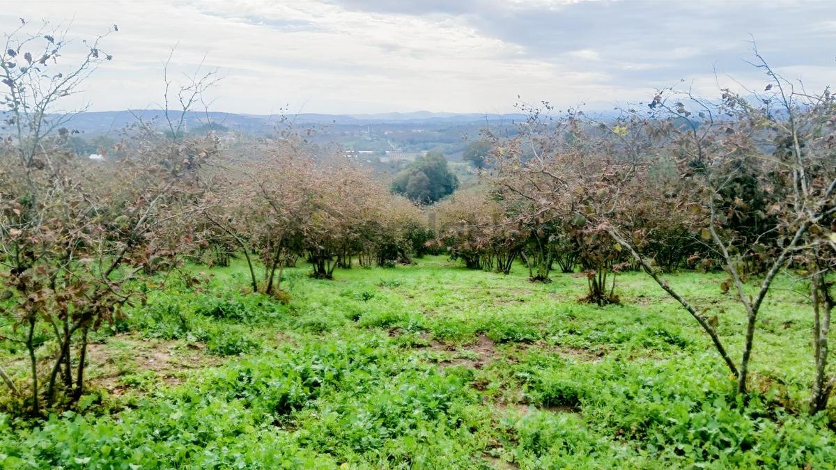 Sakarya / Ferizli / Teberik Mahallesi Satılık Fındık Bahçesi - 22