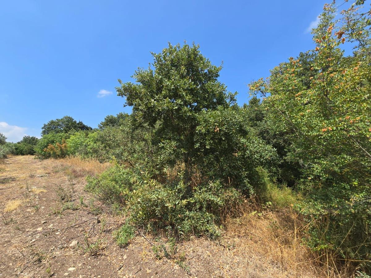 Sahibinden Çatalağıl Satılık 606 M2 Tarla - 10