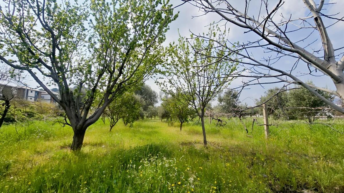Emiralem Merkez 500 M² Yerimiz Acil Satılıktır - 4