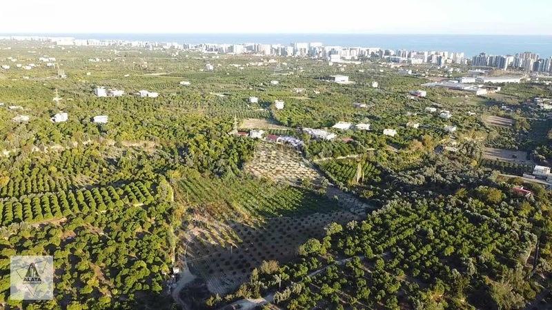 D400'e 1.5 Km Yolu Var Limon Bahçesi - 4