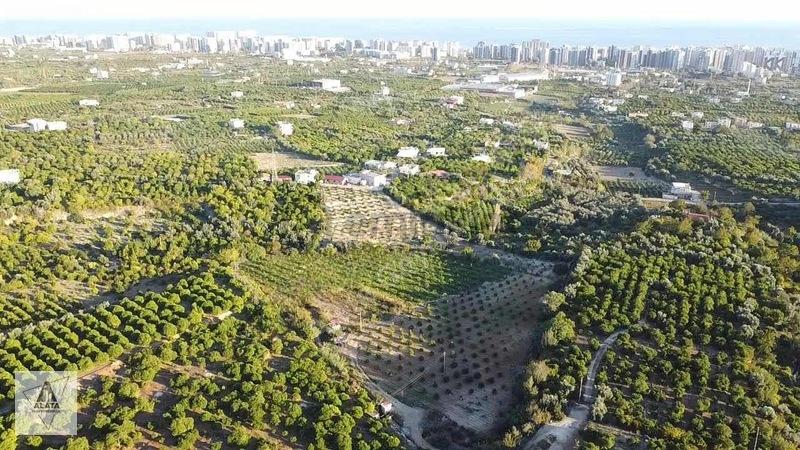 D400'e 1.5 Km Yolu Var Limon Bahçesi - 2