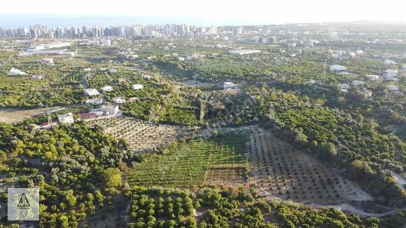 D400'e 1.5 Km Yolu Var Limon Bahçesi