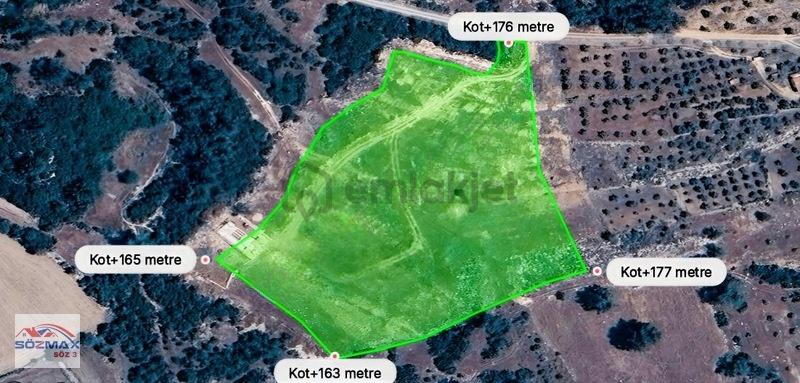 Milas Çam Mahallesinde Satılık Zeytinlik - 11