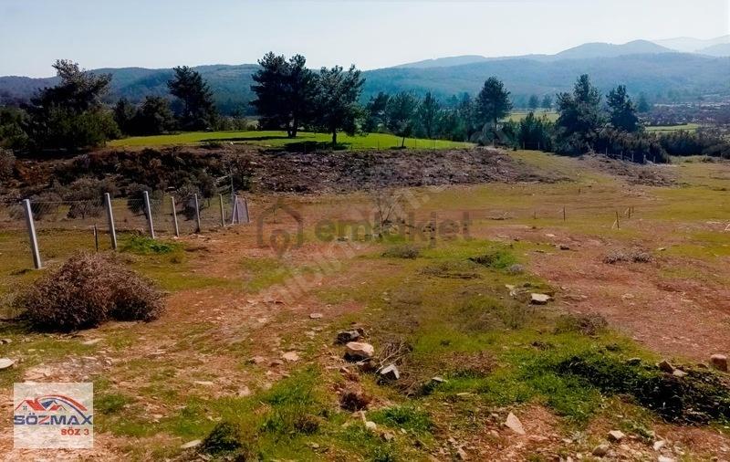 Milas Çam Mahallesinde Satılık Zeytinlik - 6