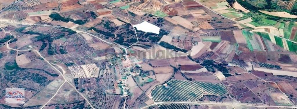 Milas Çam Mahallesinde Satılık Zeytinlik - 21