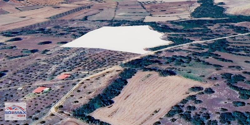 Milas Çam Mahallesinde Satılık Zeytinlik - 22
