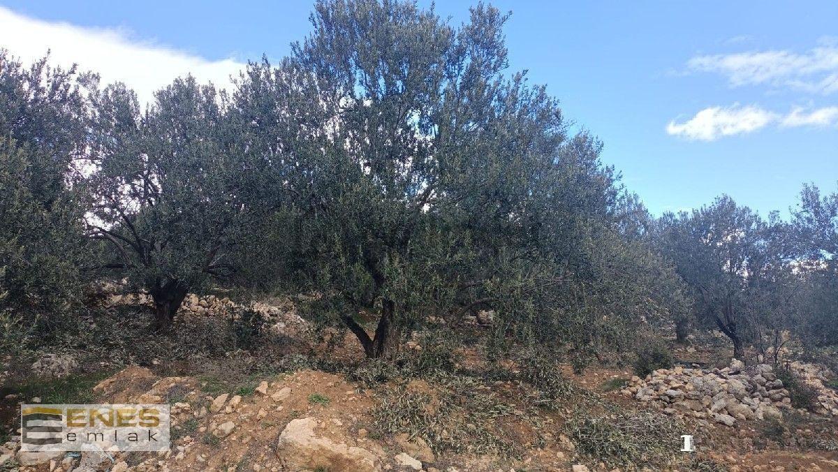 Mersin Mut Diştaşta Satılık Zeytinlik - 2