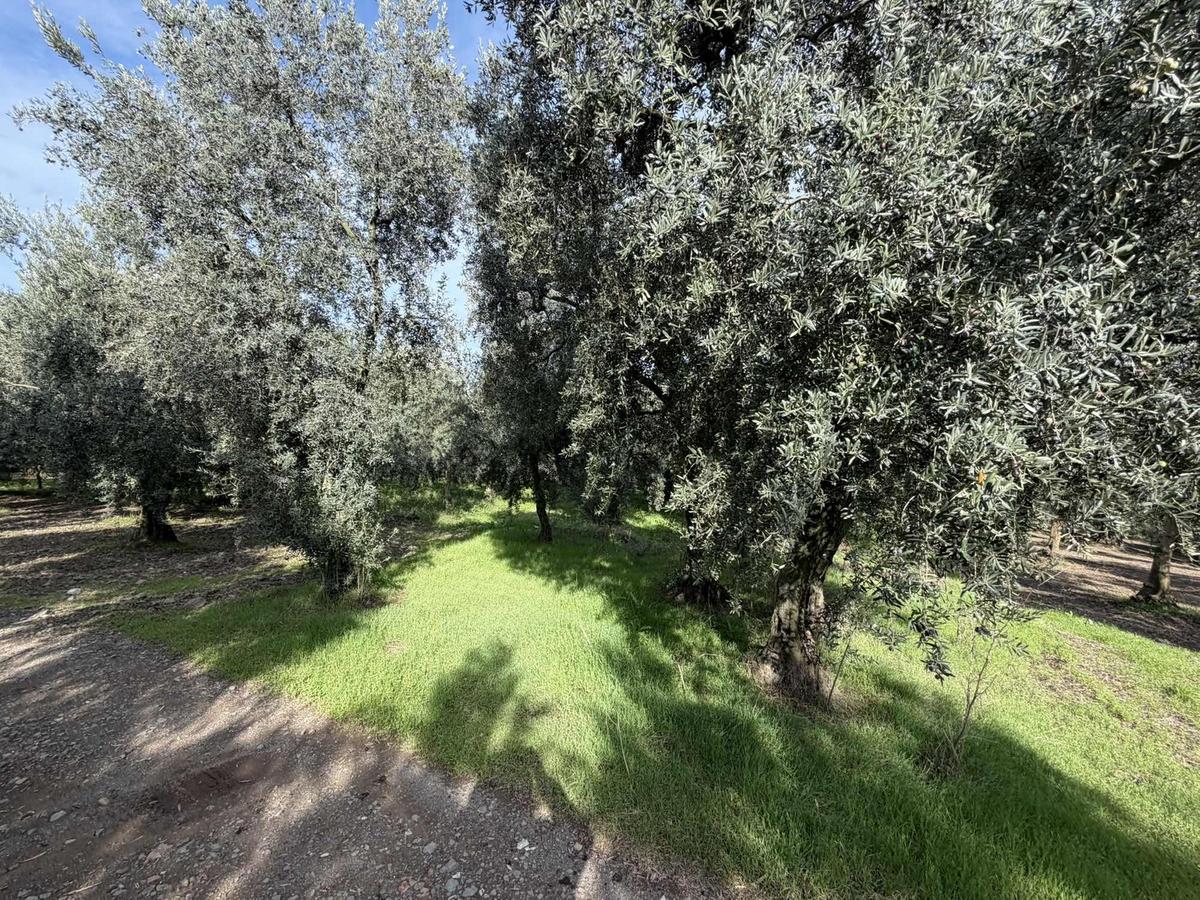 Göllüce'de 1389 M² Kelepir Satılık İmarlı Arsa - 5