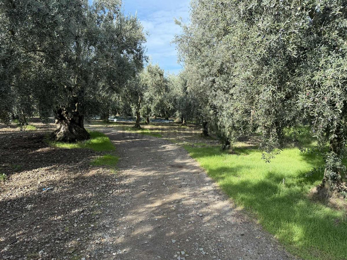 Göllüce'de 1389 M² Kelepir Satılık İmarlı Arsa - 2