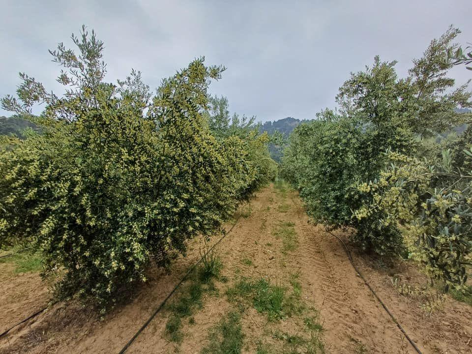 Tc Emlaktan Satılık 45 Dönüm Zeytinlik ! - 12