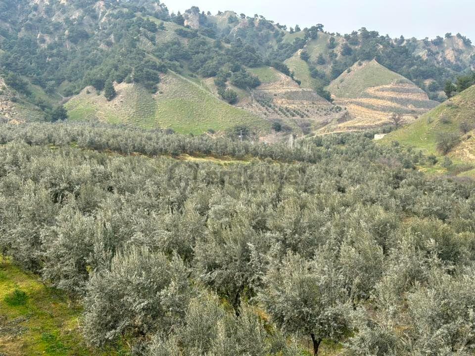 Tc Emlaktan Satılık 45 Dönüm Zeytinlik ! - 26