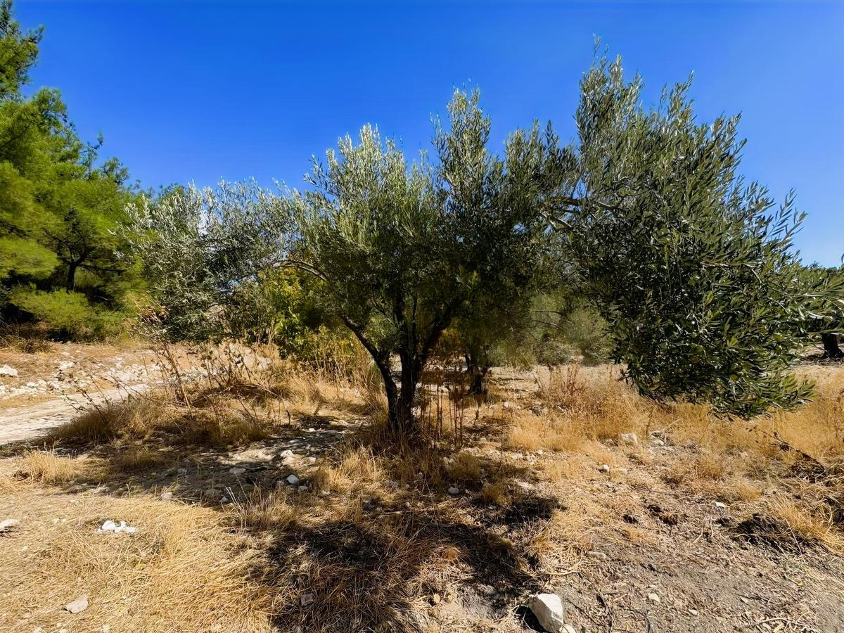 Helvacı'da Satılık 7.912m2 Zeytinlik - 8
