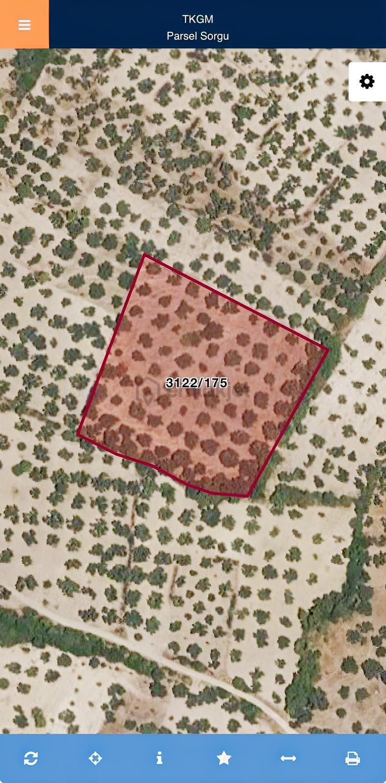 Helvacı'da Satılık 7.912m2 Zeytinlik