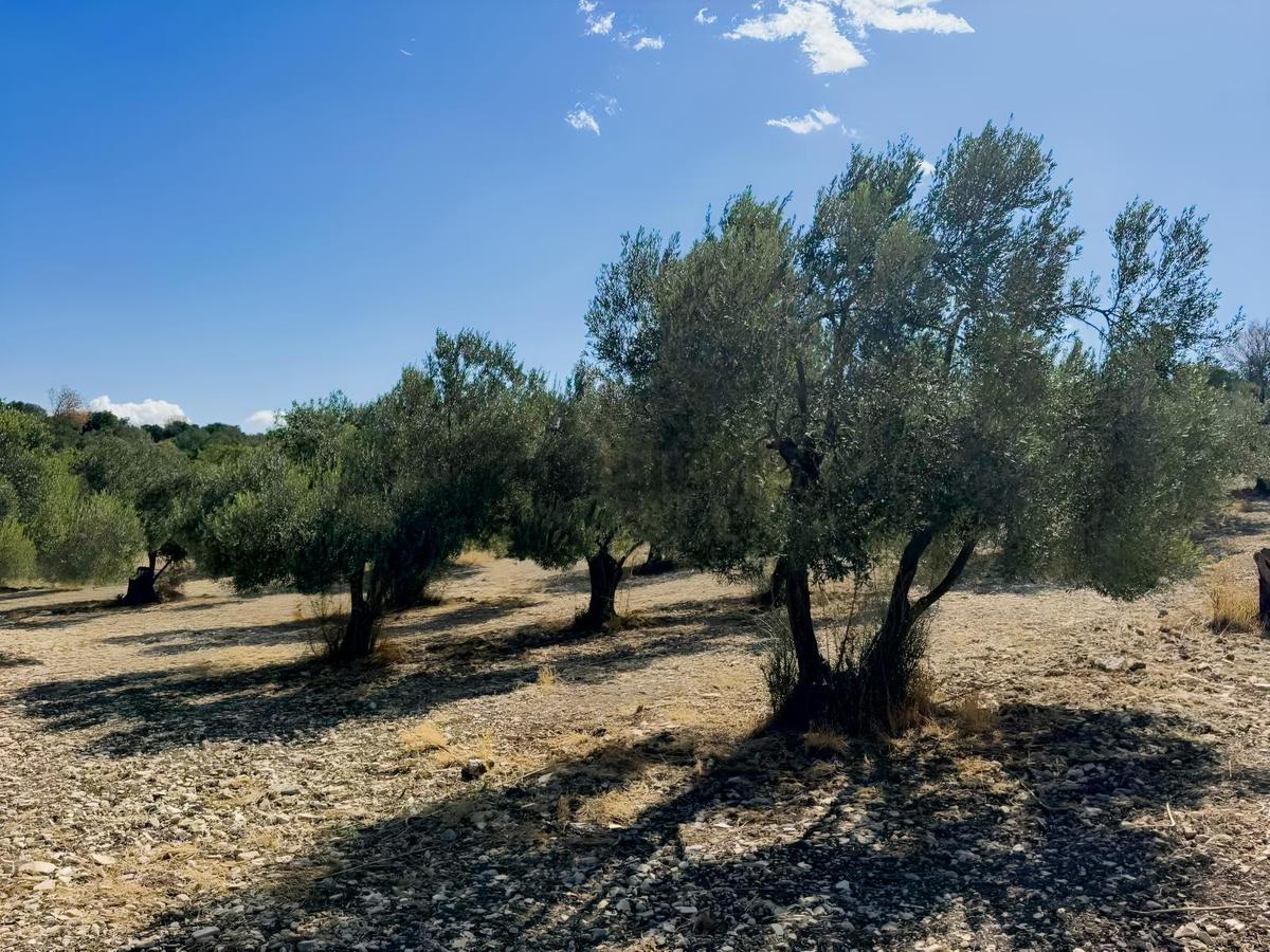 Helvacı'da Satılık 7.912m2 Zeytinlik - 3