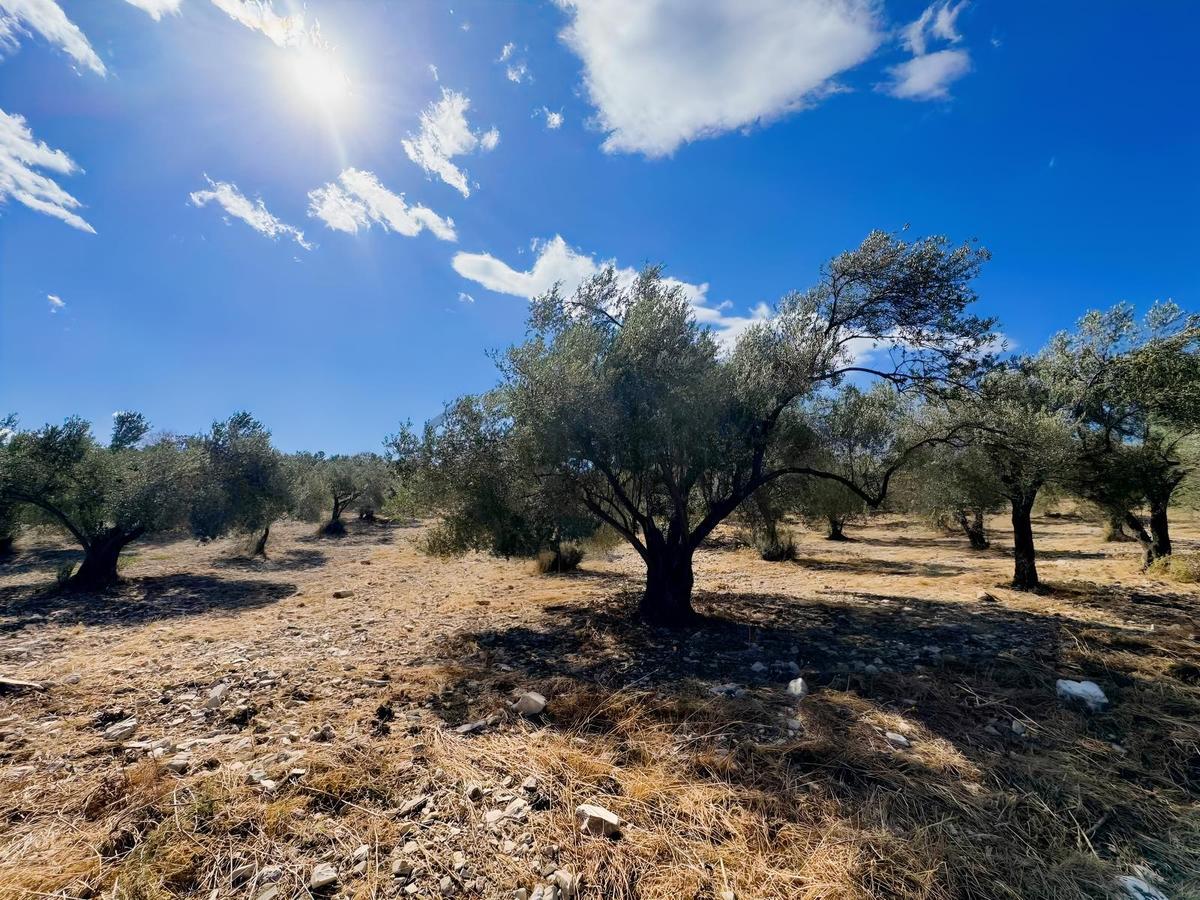 Helvacı'da Satılık 7.912m2 Zeytinlik - 5
