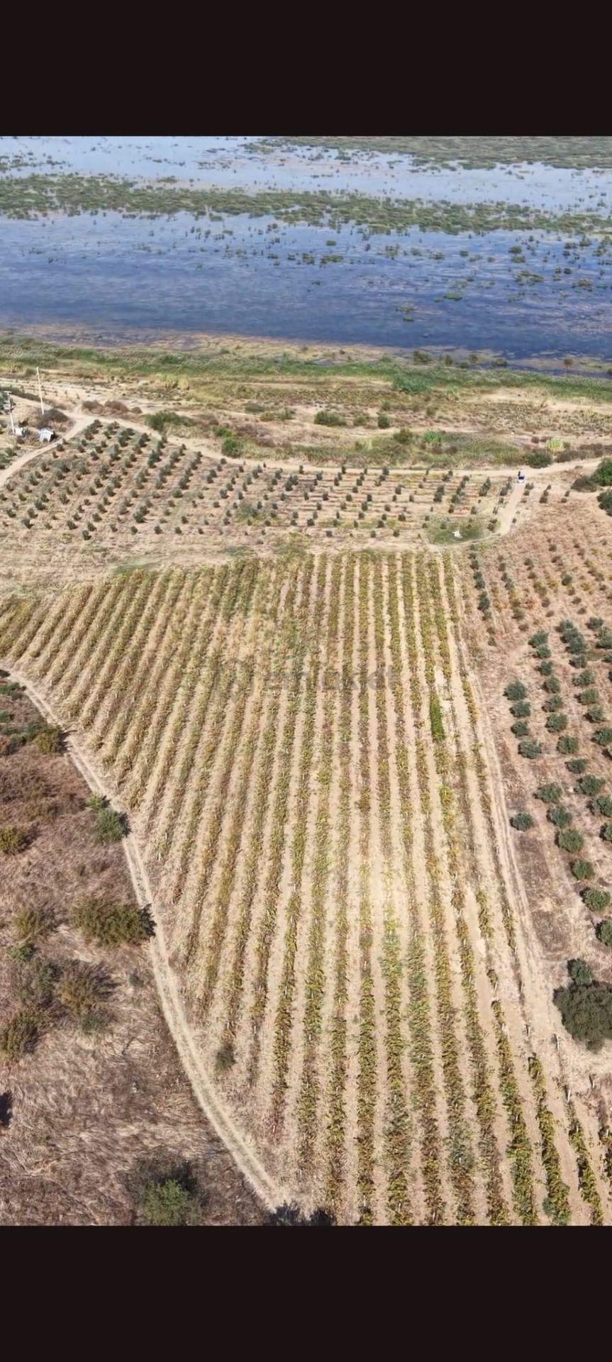 Tekelioğlunda Satılık Bağ Ve Tarla - 9