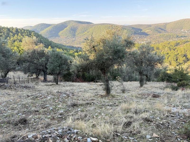 Bodrum Kızılağaç'ta Satılık 2803 M² Müstakil Tarla - 11