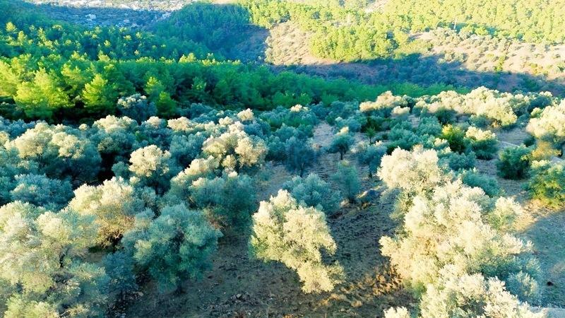 Bodrum Kızılağaç'ta Satılık 2803 M² Müstakil Tarla - 7