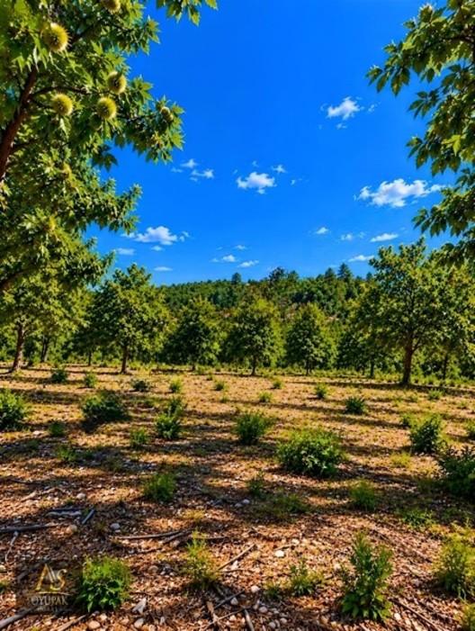 Aydın Nazilli Aşağıyakacık 218 Ada 113 Par 879m2 Tarla - 3