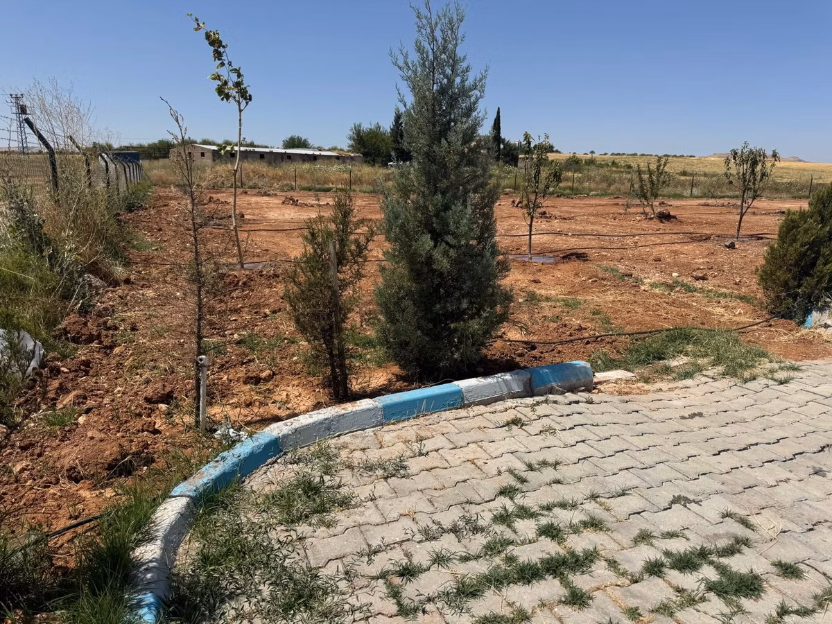 Cadde 17 Emlak`tan Satılık Tek Tapu Meyve Bahçesi - 4