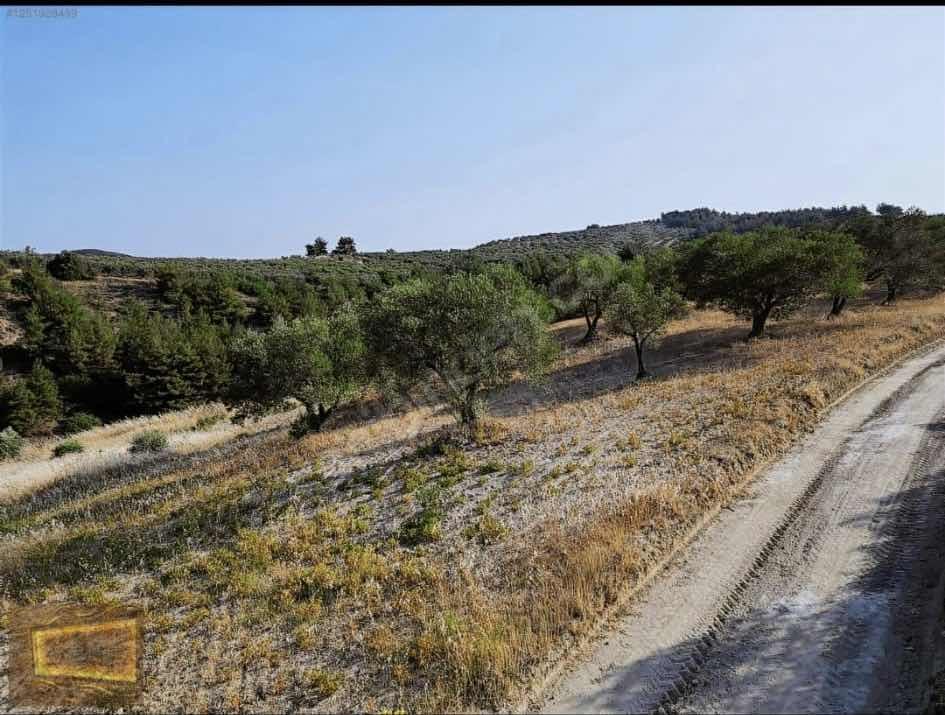 Saruhanlıda 13.660m2 Resmi Yolu Olan Satılık Bahçe - 6