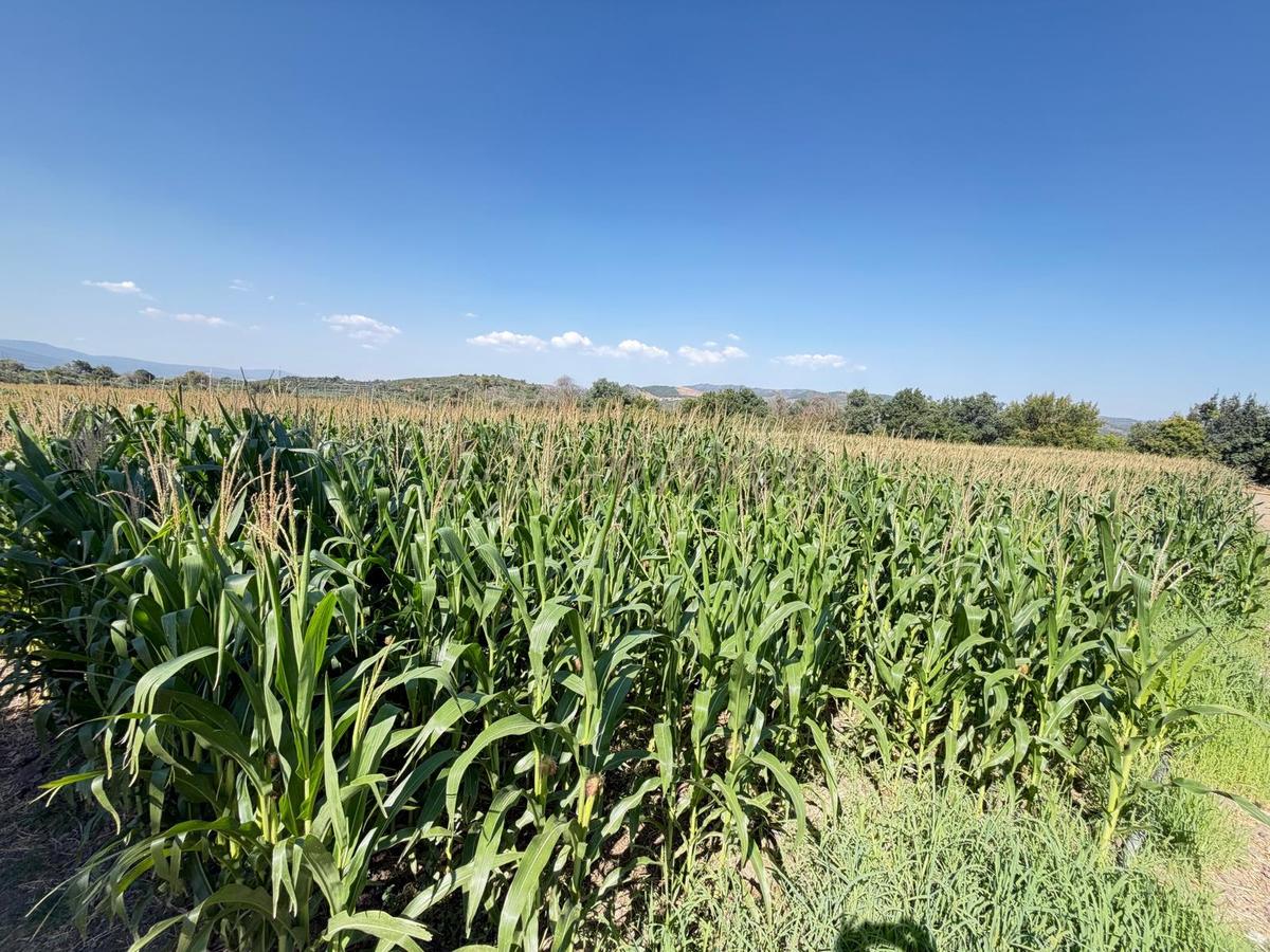 13 Manisa Kırkağaçta 3.600 M² Satılık Tarla - 16