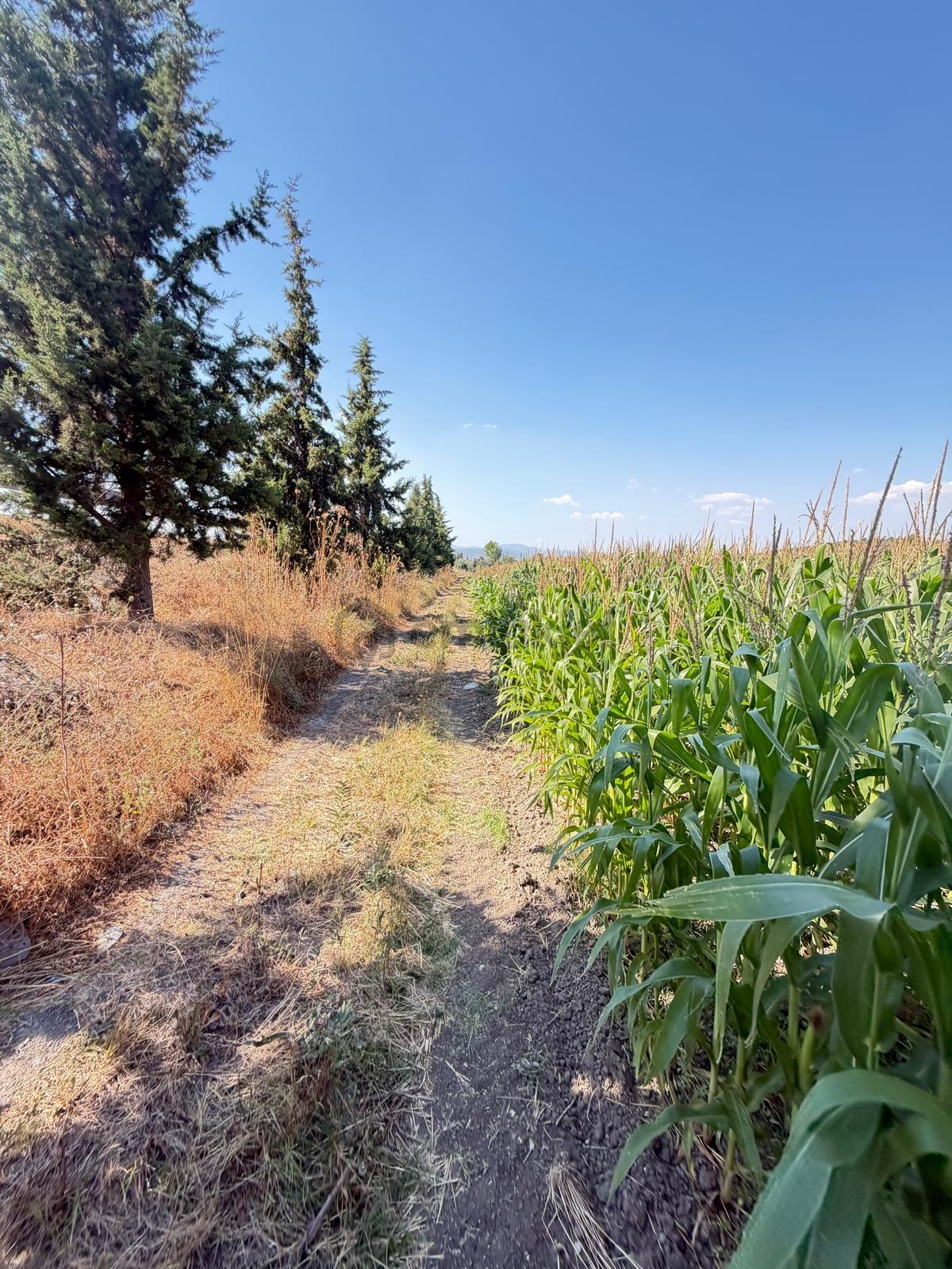 13 Manisa Kırkağaçta 3.600 M² Satılık Tarla - 5