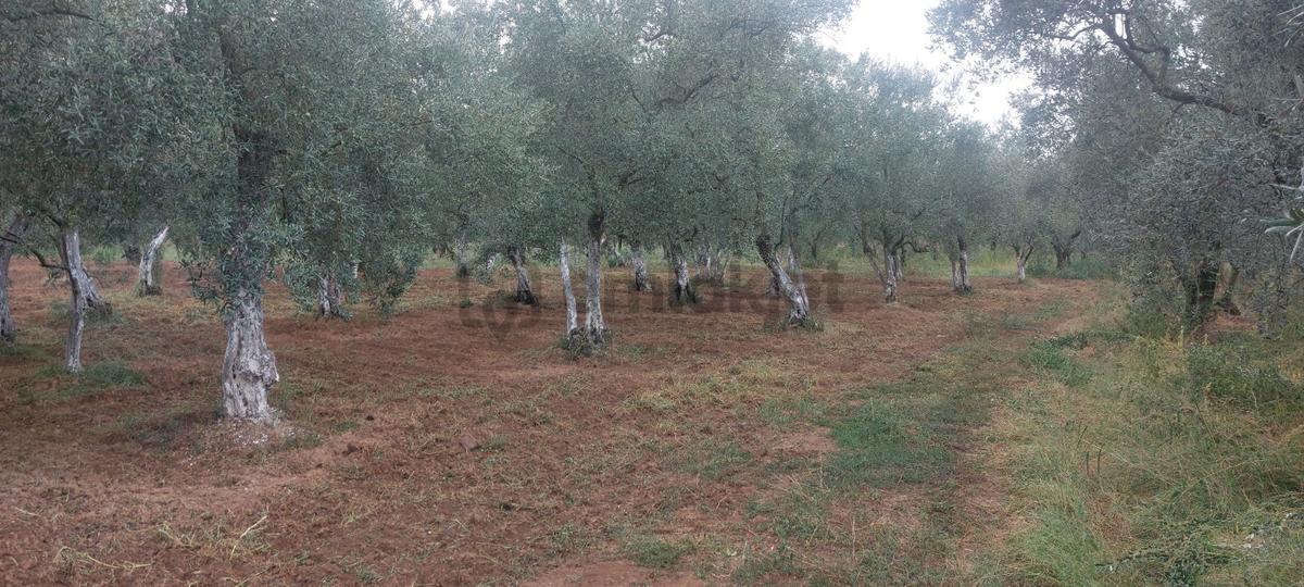 Sahibinden Zeytinlik Köye Yakin - 6