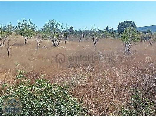 Söğüt Kayhan Mahallesi Toki Yakını 11840 M2 - 9