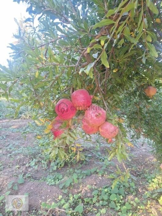 Oğuzeli Kurtuluş Kupon Arazi - 4