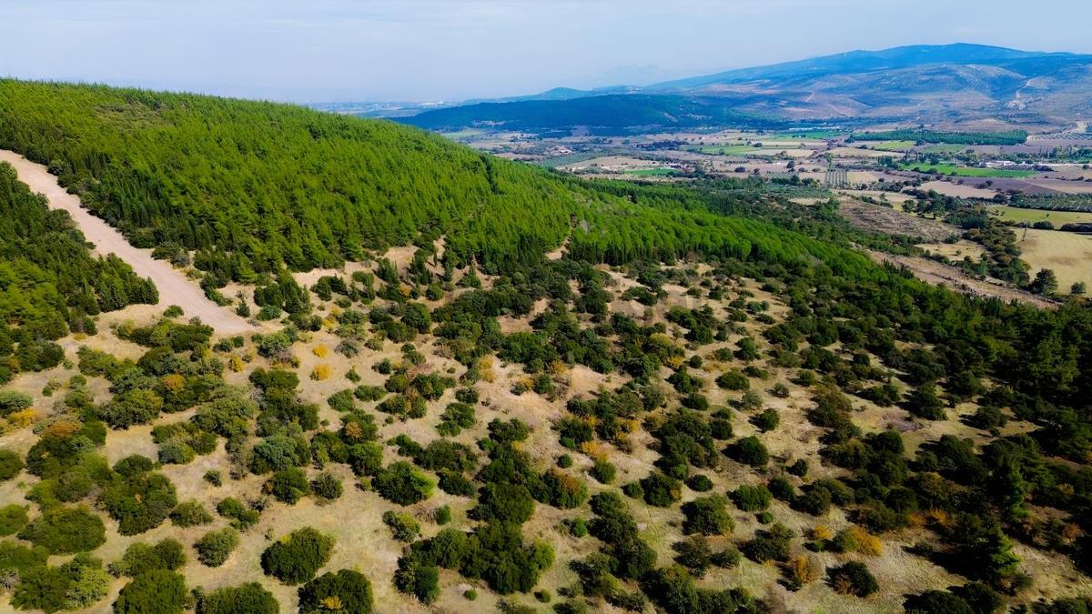 Bergama Kaşıkçıda 61.025 M² Satılık Palamutlu Tarla - 25