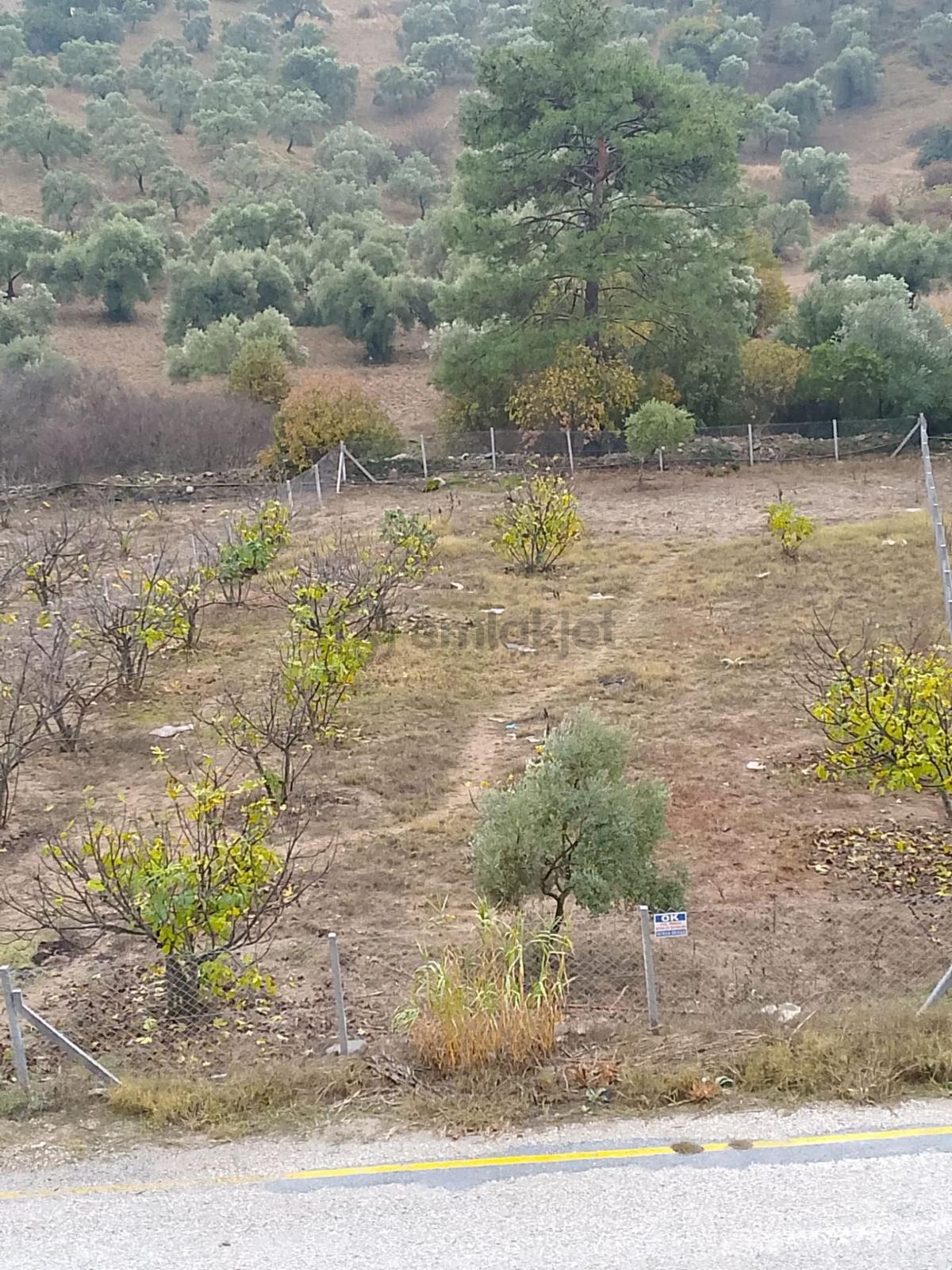 Satılık Incır Bahcesı Kocakesık Köyunde - 13