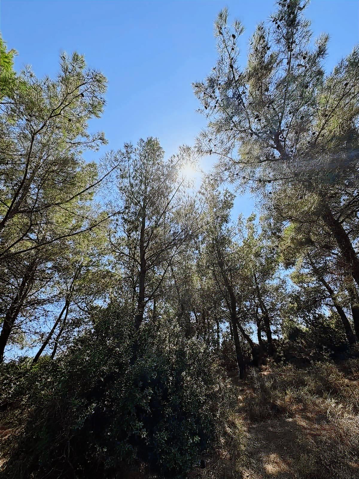 Seydikemer Yakabağ Mahallesinde İlkon'dan Satılık Tarla - 18