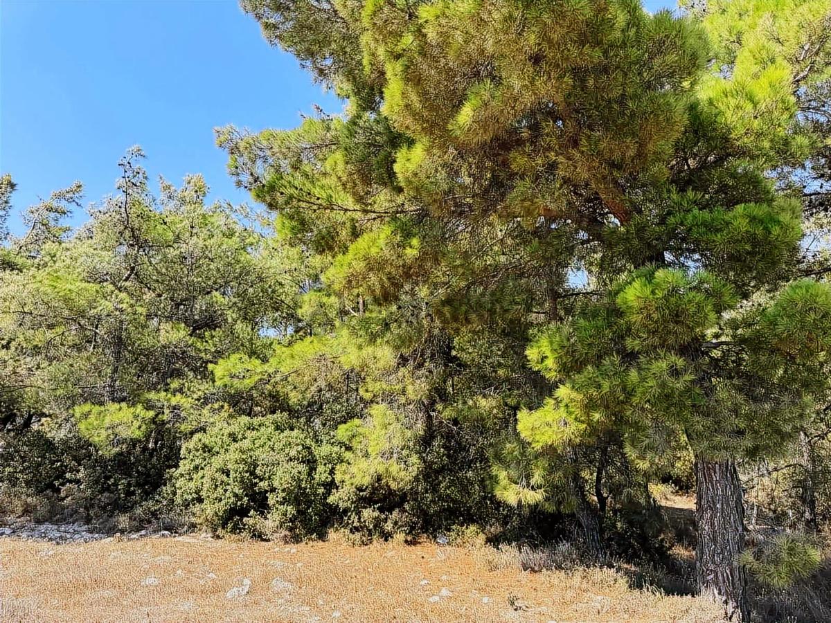 Seydikemer Yakabağ Mahallesinde İlkon'dan Satılık Tarla - 9