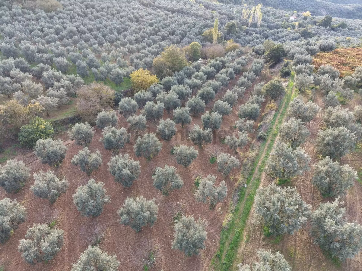 Akın Emlaktan Satılık Zeytinlik - 2