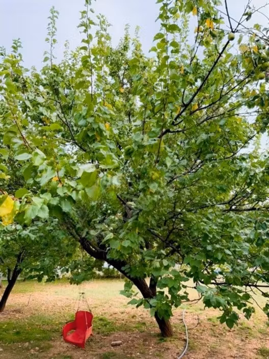 Merkeze 12 Km Mesafede 2088 M2 Müstakil Bahçe - 13