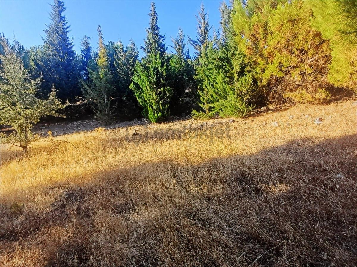 Manisa Akhisar Doğanköy 3700m2 (takaslı Tarla) - 5