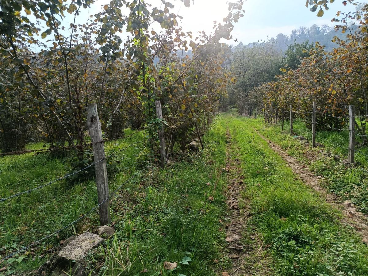 Mabelden Bağlarca Mahallesinde Satılık Fındık Bahçesi - 7