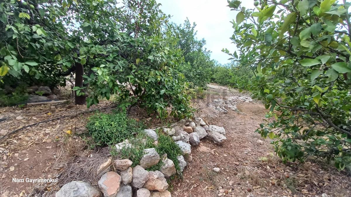 Mersin Erdemli Çiftepınar Mah Satılık Limon Bahçesi - Görünüm 3