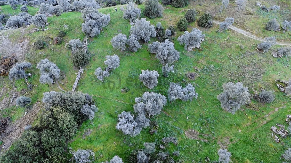 Aydın Koçarlı Hacıhamzalar'da Satılık Manzaralı Zeytinlik, Aydın