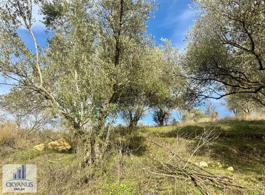 Akgedik Zeki Emlak'tan Osmancalı'da Satılık 600 M² Arsa - Daha fazla