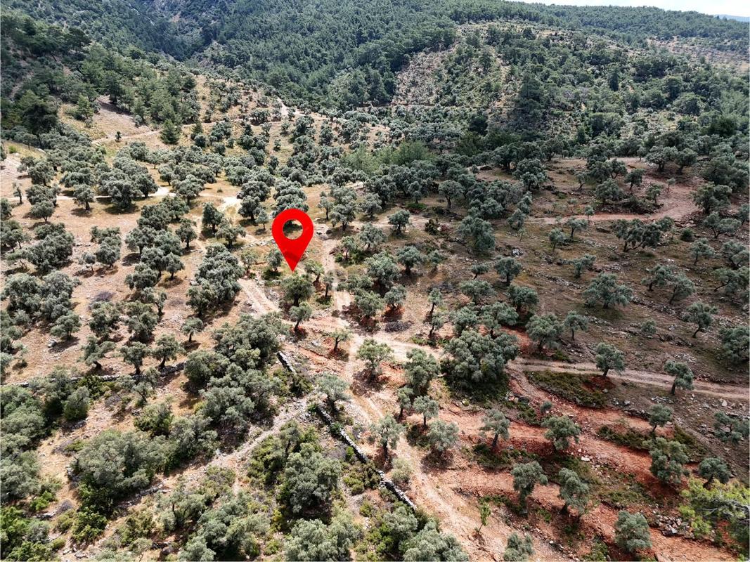 Milas Kırcağız'da Yolu Olan Manzaralı 1365m² Zeytinlik - View 3