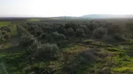 Manisa Akhisar Kayalıoğlu Asfalt Sıfır Tek Tapu Trilya Zeytinlik