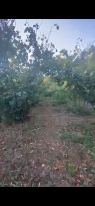 Fındık Bahçesi 3.440m2 Mustakil Parsel Fındık Bahçesi 3.440m2 Mustakil Parsel