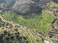 Antika'dan Bucak Mah. Suyu Olan 17,500 M2 Satılık Zeytinlik