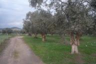 İzmir Torbalı Gold Emlaktan Satılık Zeytin Bahçesi