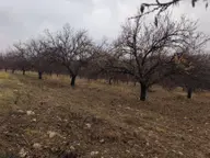 Acil İhtiyaçtanakçadağ Örende Satılık Bitişik Yanyana İki Bahçe Acil İhtiyaçtanakçadağ Örende Satılık Bitişik Yanyana İki Bahçe